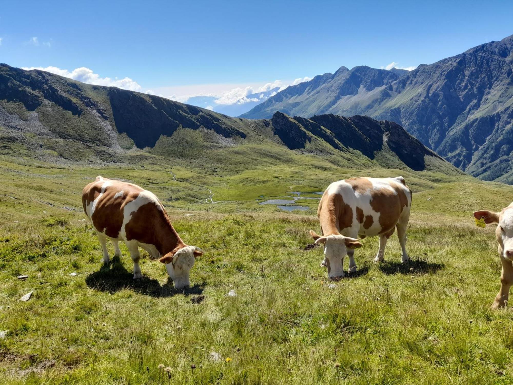 Panoramapension Platzer Unterkolbnitz Exteriér fotografie