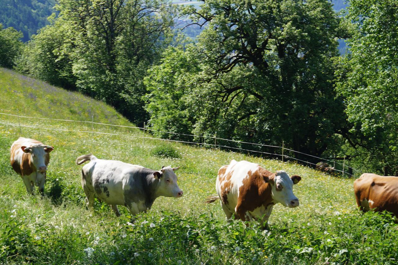 Panoramapension Platzer Unterkolbnitz Exteriér fotografie